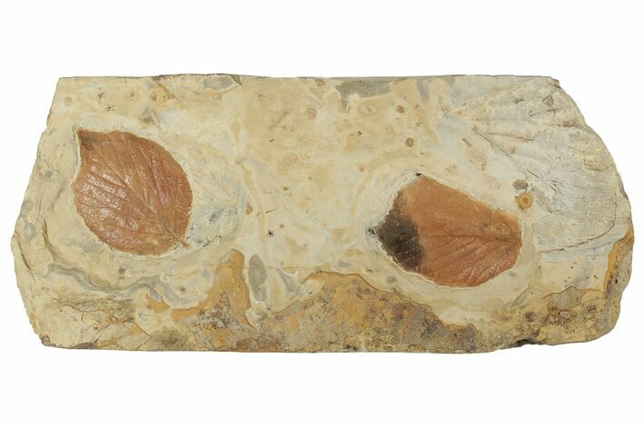 Two Fossil Leaves (Beringiaphyllum) - Montana #190428